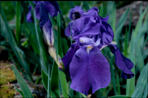Iris delle Alpi orientali (Dolomiti in particolare)